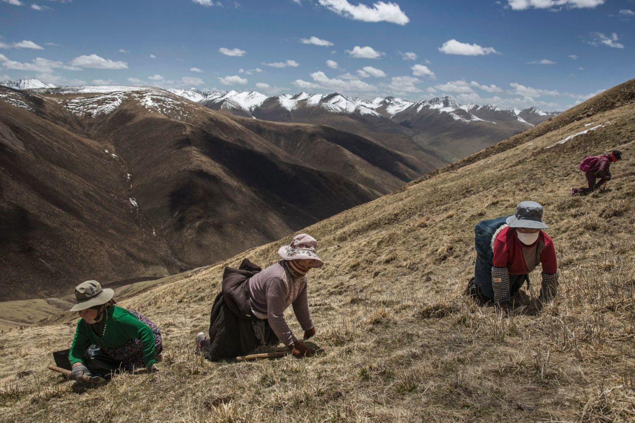 Frayer traveled to a remote part of the Tibetan Plateau in China's northwestern Qinghai province. The region is home to the cordyceps, also known as caterpillar fungus, which thrives in these high altitude, low temperature hills.