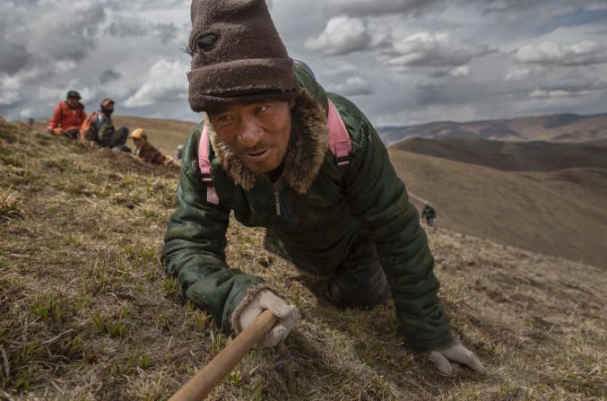 Nomadic harvesters scour the grass on on hands and knees in search of their lucrative prize. In traditional Chinese medicine, it can be used to treat everything from asthma to impotence.