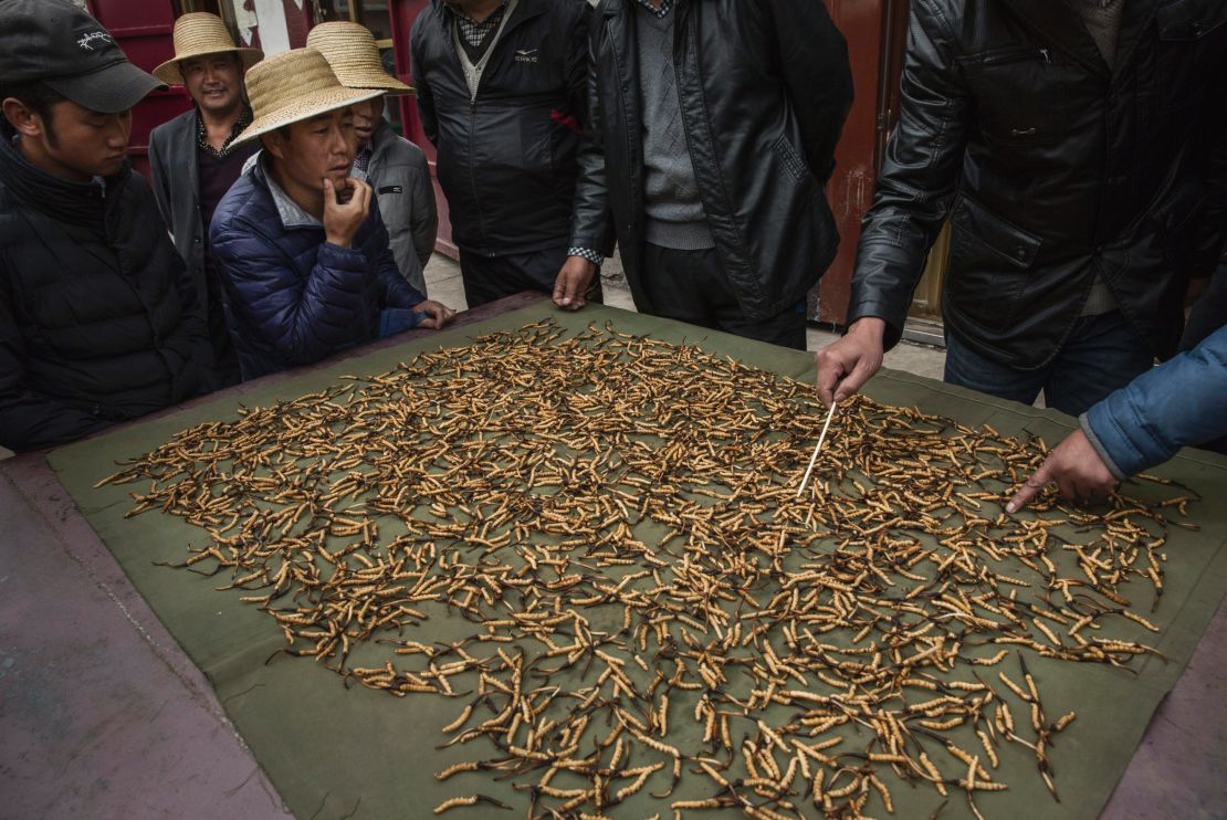 Tibetan and Chinese buyers look at cleaned cordycep fungus for sale at a market on May 22, 2016  in the Yushu Tibetan Autonomous Prefecture of Qinghai province.  