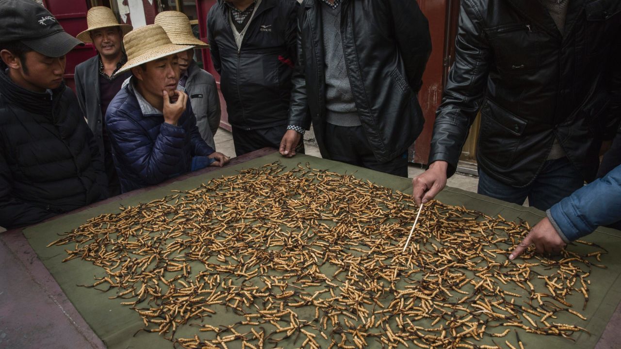Tibetan and Chinese buyers look at cleaned cordycep fungus for sale at a market on May 22, 2016  in the Yushu Tibetan Autonomous Prefecture of Qinghai province.  