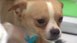 276 dogs rescued news 12 new jersey dnt_00002606.jpg