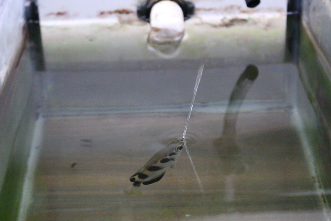 Archerfish can recognize human faces