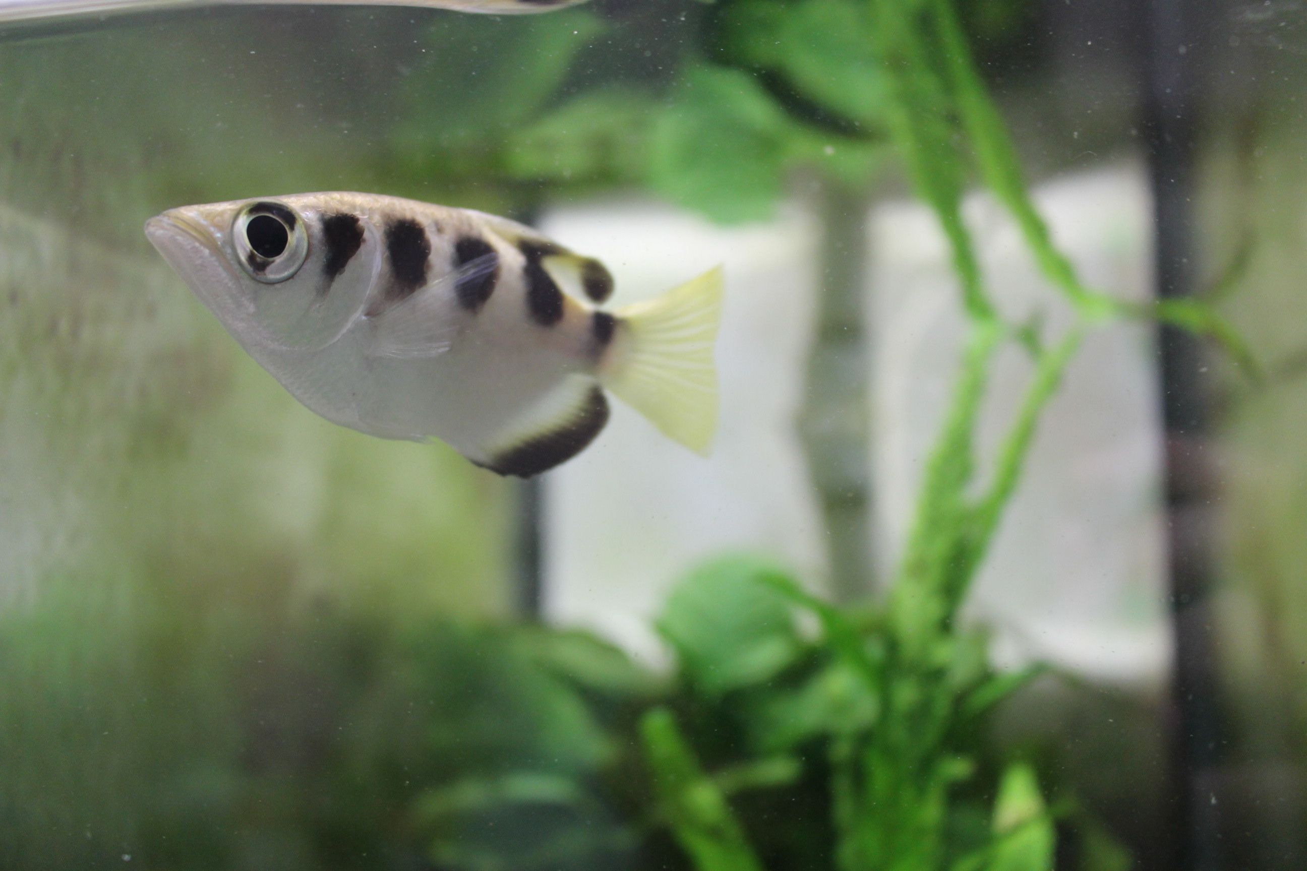 Study shows this fish can recognize human faces