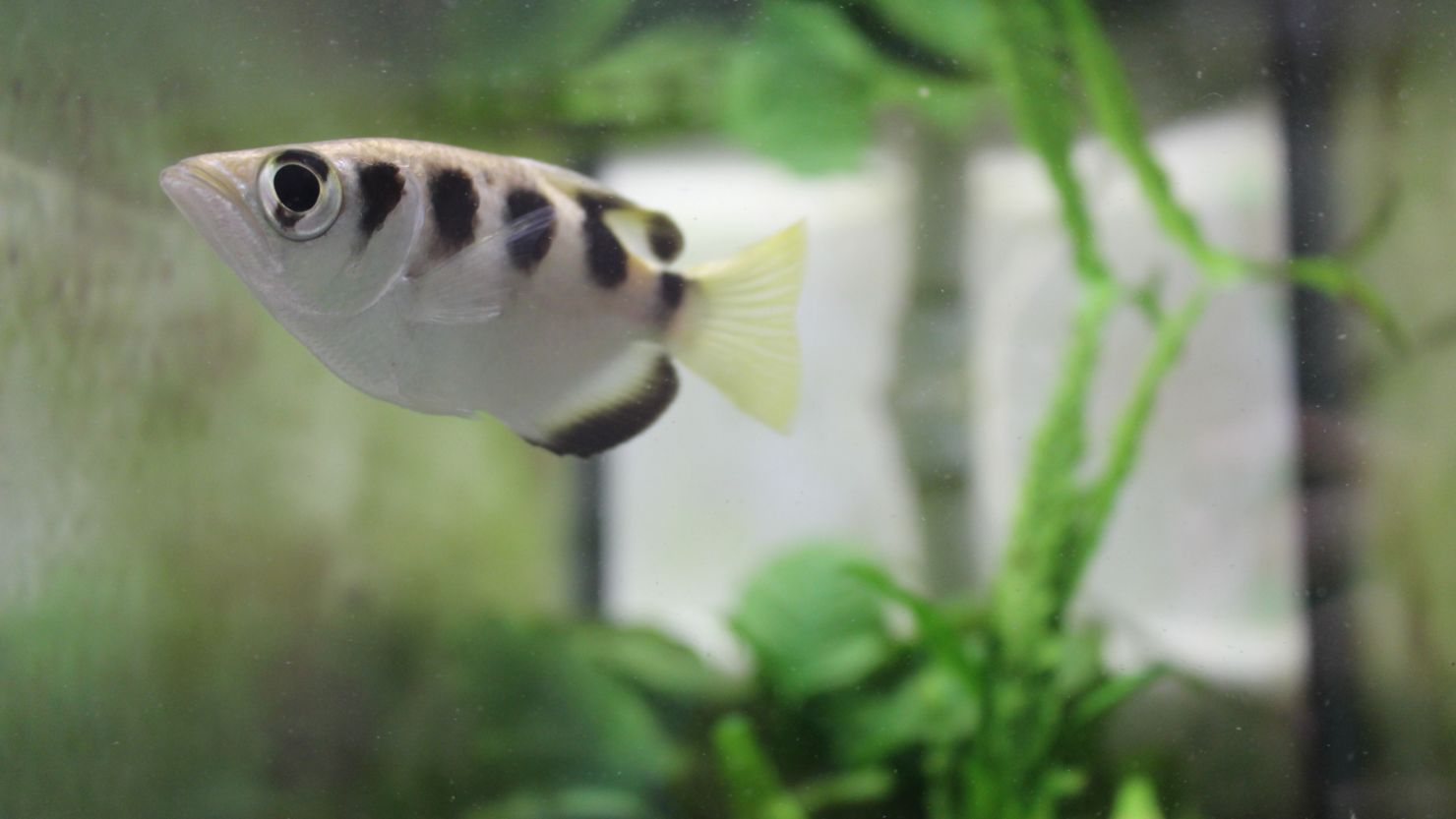 Study shows this fish can recognize human faces