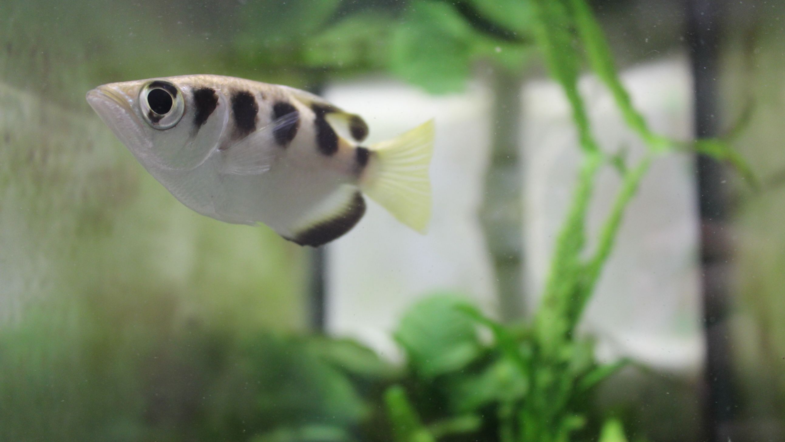 Oh hi, this archerfish is probably saying after seeing you