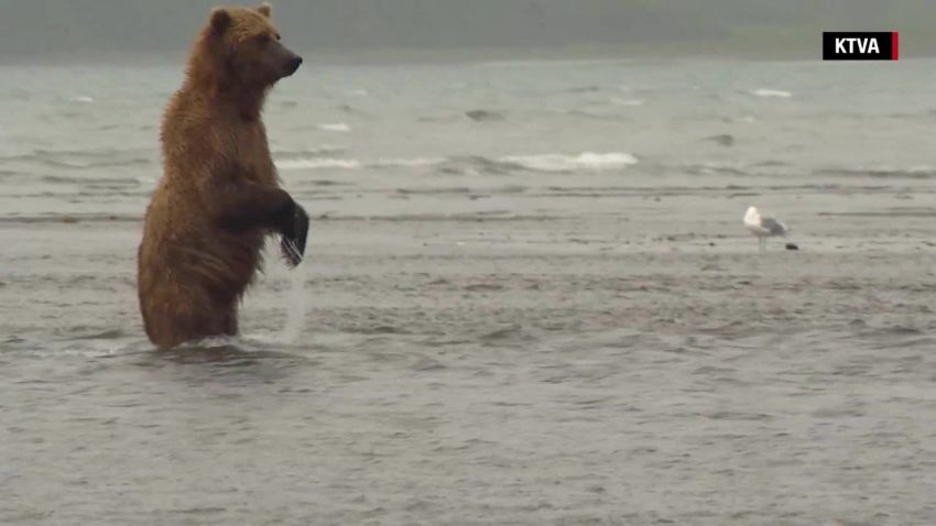 National Parks Katmai brown bears nccorig_00000320.jpg