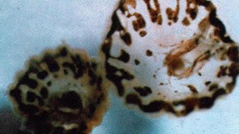 Sea lice are not lice at all by the microscopic larvae of marine life.