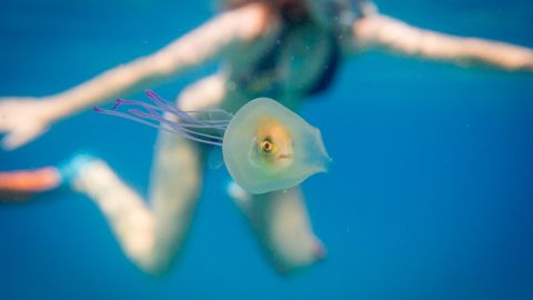 A hapless fish, swallowed whole by a jellyfish, tries to escape in this image by ocean photographer Tim Samuel in Byron Bay, Australia.
