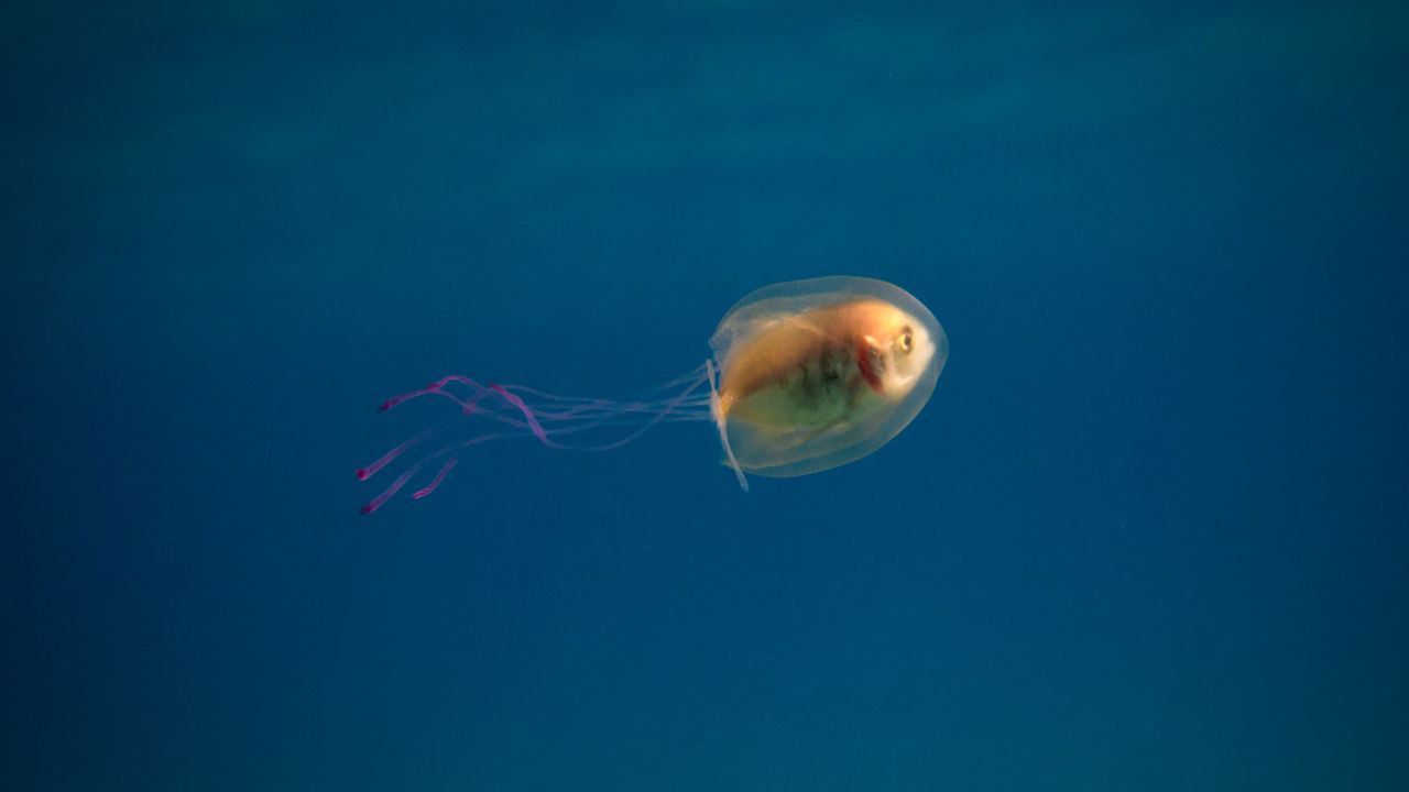 The fish, which was still alive, was trying to swim but the jellyfish kept veering it off course.