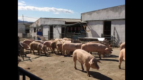 Pigs at the Agropor facility in Spain are being used in the chimera experiments. 
