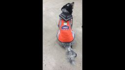 02 service dog lowes hire
