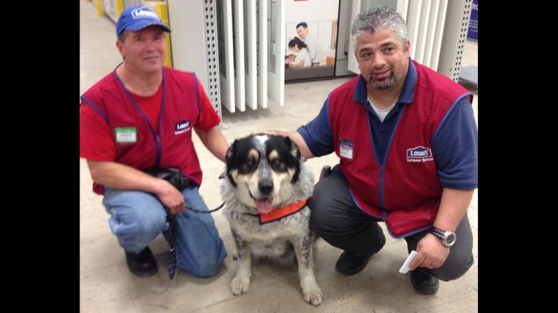 are dogs allowed in lowes stores