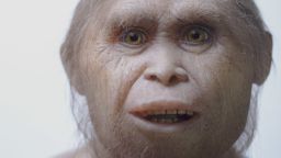 This 2015 picture provided by Kinez Riza shows a reconstruction model of Homo floresiensis by Atelier Elisabeth Daynes at Sangiran Museum and the Early Man Site. In a paper released Wednesday, June 8, 2016, researchers say newly-discovered teeth and a jaw fragment, which are about 700,000 years old, have revealed ancestors of Homo floresiensis, also known as hobbits, our extinct, 3 1/2-foot-tall evolutionary cousins. The fossils were excavated about 46 miles from the cave where the first hobbit remains were found in Indonesia. (Kinez Riza via AP)