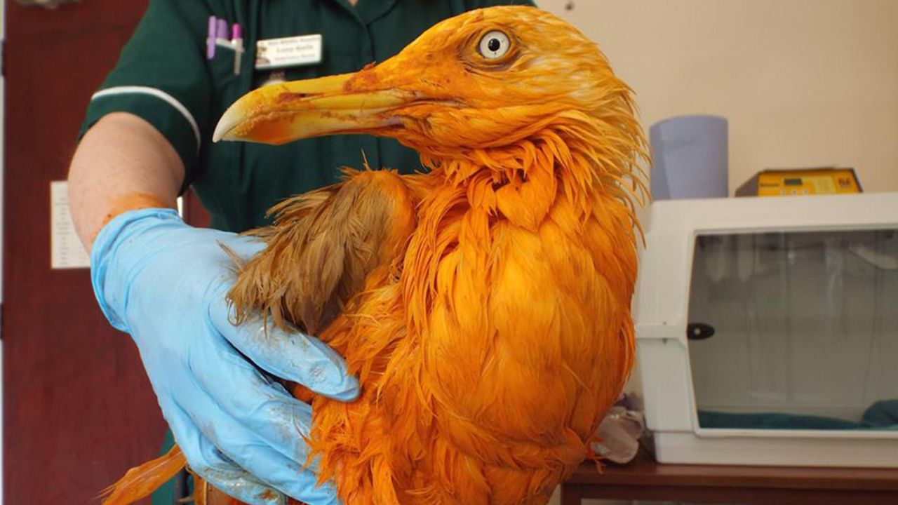 This seagull turned bright orange after falling into a vat of chicken tikka masala