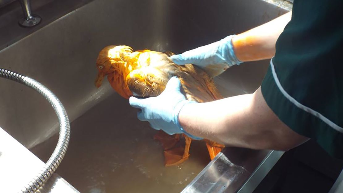 Staff at the rescue center cleaned the bird using washing-up liquid