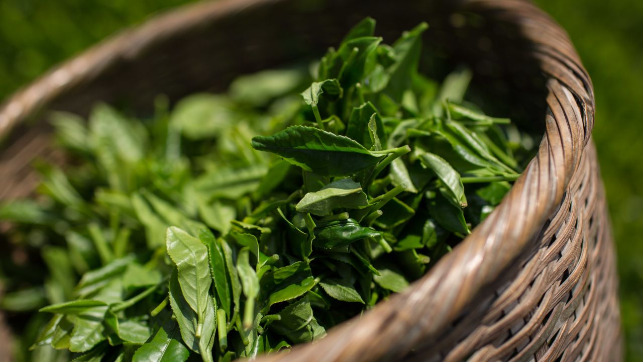 Freshly picked tea leaves.