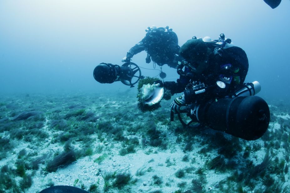 Project Baseline divers analyzing ocean life near the Hollywood Beach sewage outflow. Much of the ocean floor in this area is covered by invasive algae, which some experts believe has spread expansively in part because of nutrient loading.
