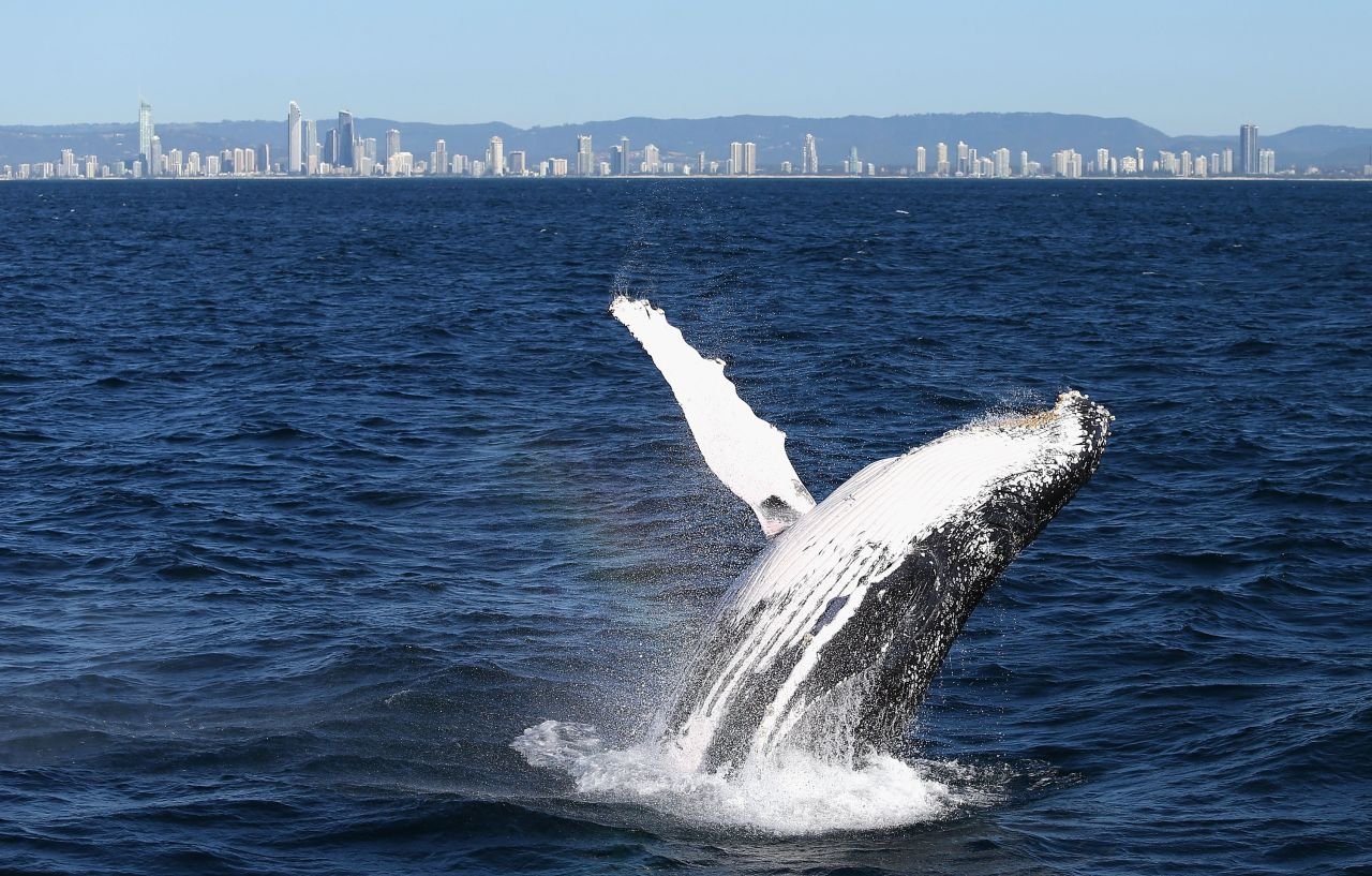 Whale sightings are common along Australia's east coast during the months of May to November as the animals travel north to breed in warmer waters.
