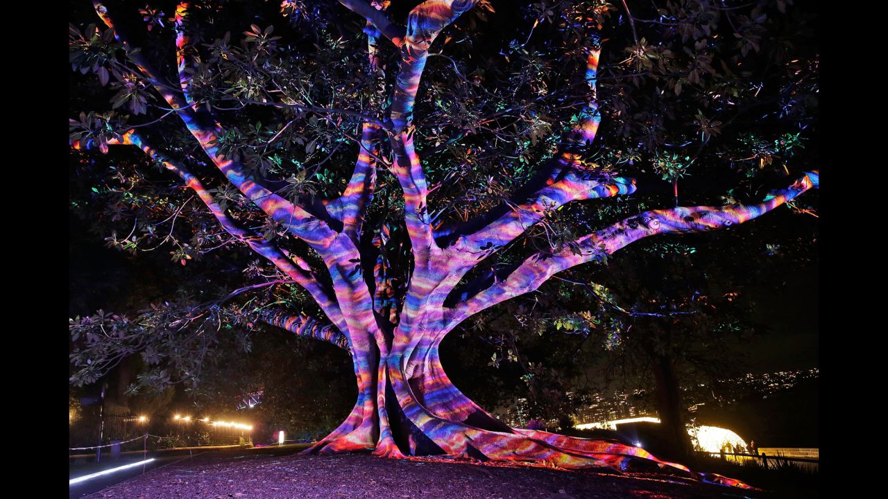 A tree is lit up during the "Garden of Light" display at the Royal Botanic Garden as part of Vivid Sydney, a 23-day festival of "light, music and ideas." 