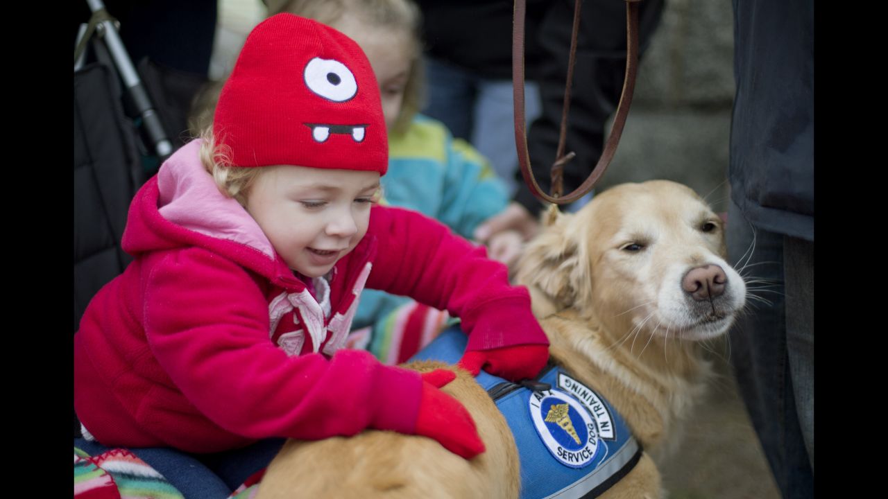 Addison Strychalsky, 2, of Newtown, Connecticut, pets Libby, a golden retriever therapy dog, during a visit to a memorial for the Sandy Hook Elementary School shooting victims. Twenty children and six adults were shot to death in their elementary school on December 14, 2012, in Newtown. <br />After visits by therapy dogs, parents told stories of children speaking for the first time since the shootings and telling the dogs about what they had experienced. 