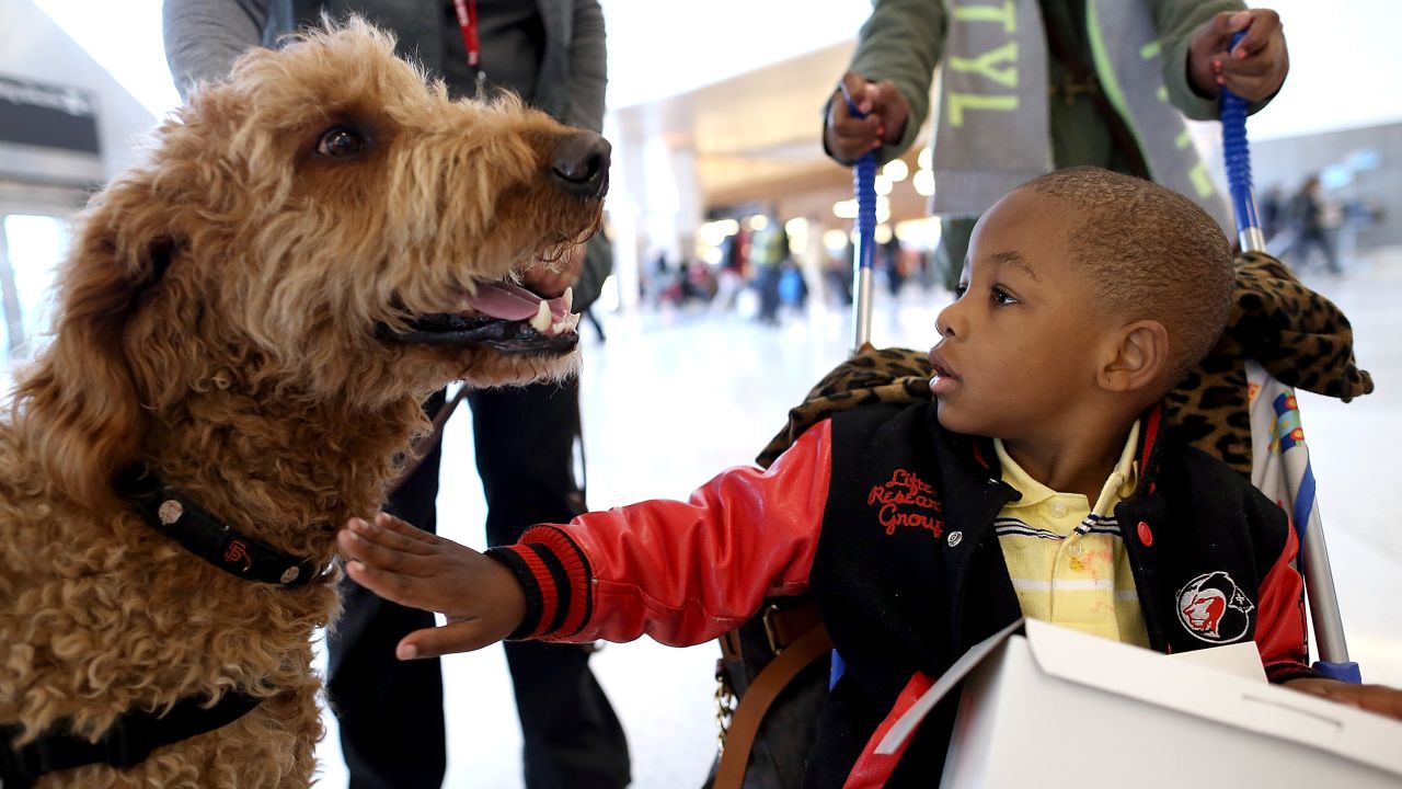A young boy pets a therapy dog named Toby inside Terminal 2 at San Francisco International Airport on December 3, 2013 in San Francisco, California.  The San Francisco SPCA and San Francisco International Airport joined forces to launch a new program called "Wag Brigade" that will have a team of certified therapy dogs that will patrol the airport's to help calm stressed travelers during the busy holiday travel season. 