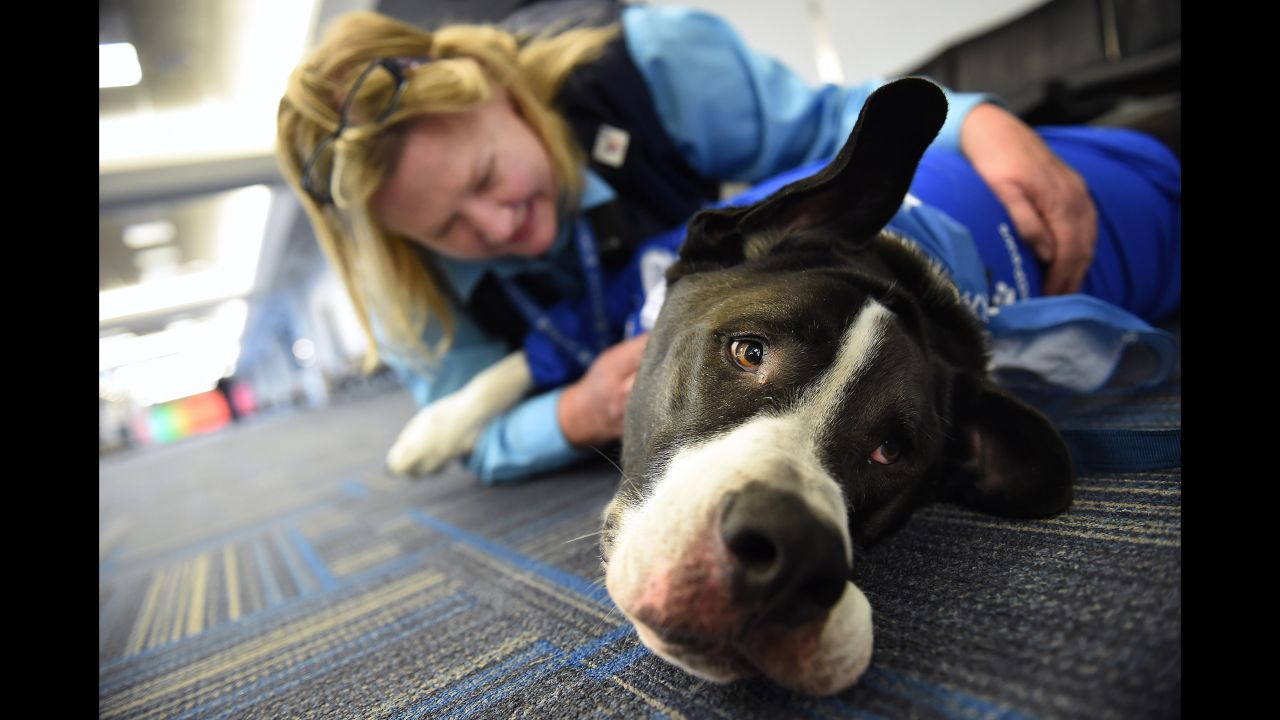 United Airlines employee, Lisa Alexander pets Rugi, a dog that was part of United Paws, an United Airlines program that allows passengers to interact with comfort dogs at Washington Dulles International Airport on Monday December 21, 2015 in Dulles, VA.