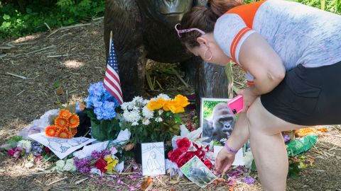A visitor touches a picture of Harambe at a makeshift memorial outside the Gorilla World exhibit at the Cincinnati Zoo & Botanical Garden, on June 7.