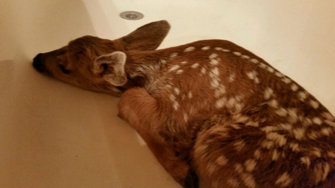 Bambi found in tub 1