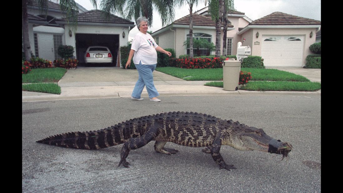 A resident of West Palm Beach, Florida, watches an alligator walk in a gated community in 2000.