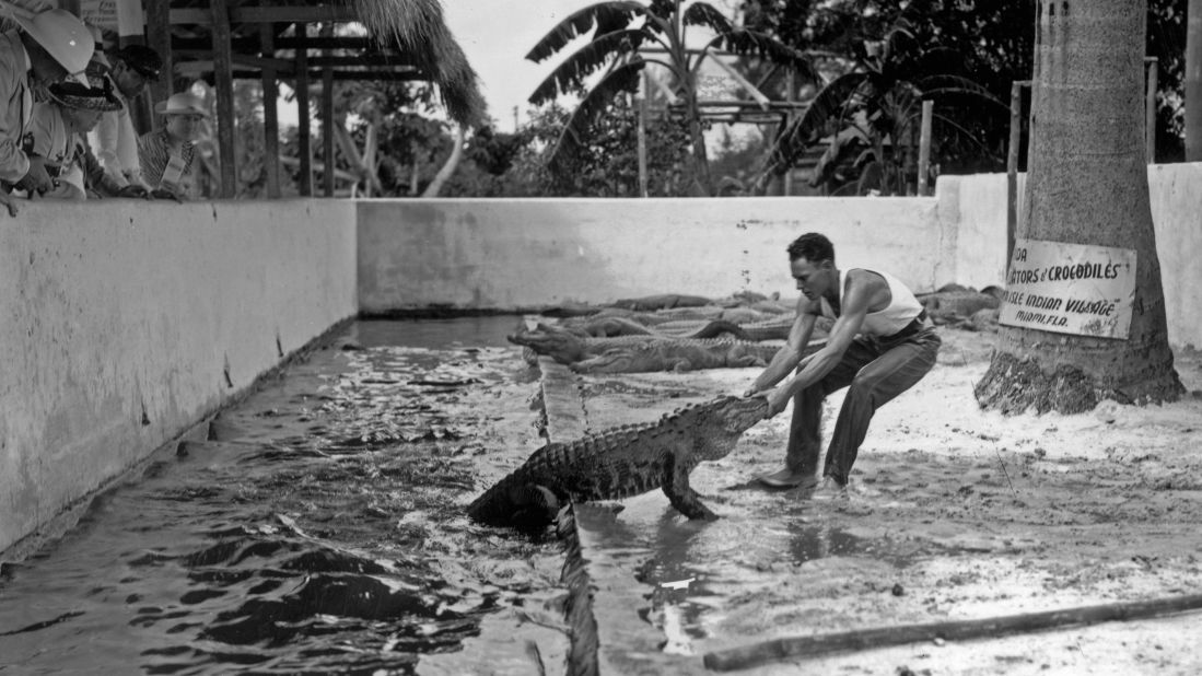 A man pulls an alligator out of the water at an alligator farm in Miami in 1938.