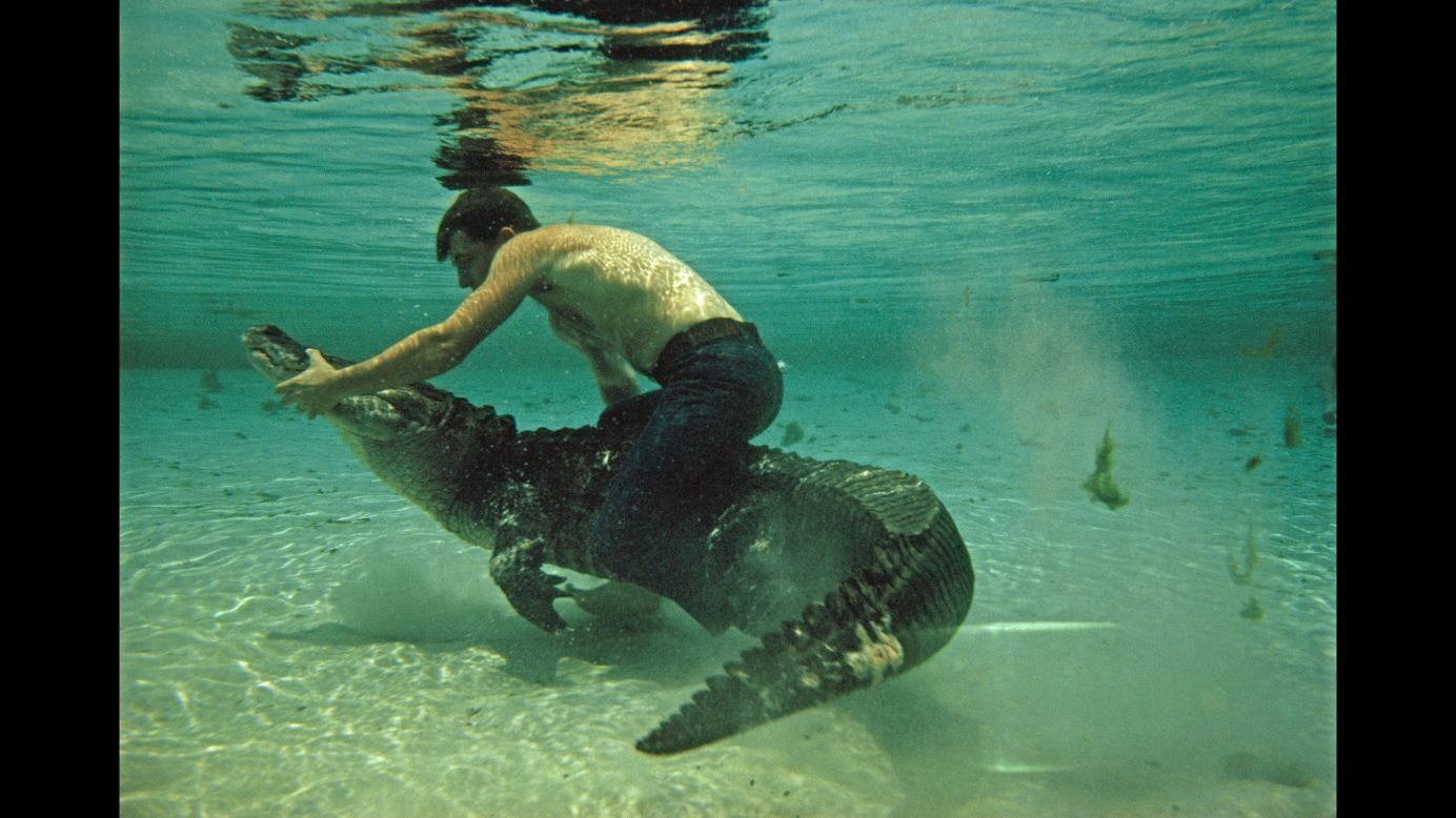 A man wrestles an alligator underwater at the Reptile Institute in Silver Springs, Florida.