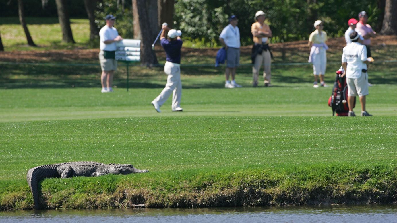 An alligator basks in the sun while a PGA Tour golf tournament takes place in Palm Harbor, Florida, in 2010.