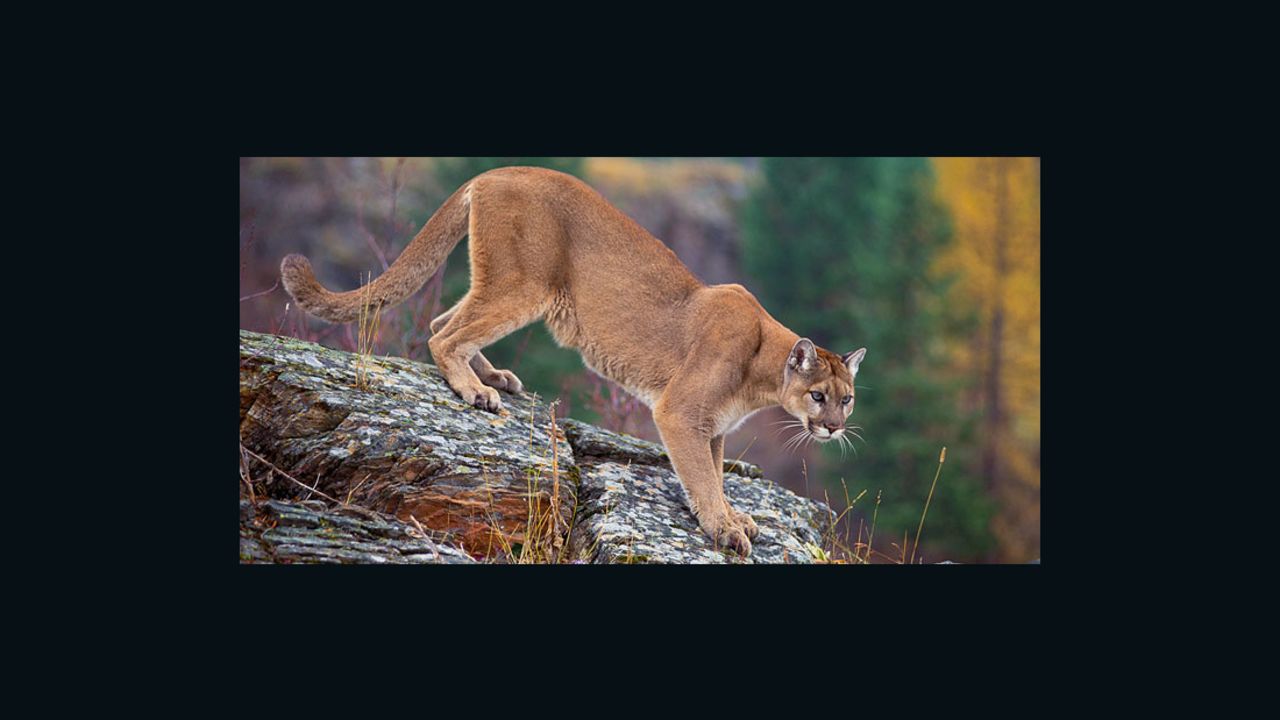 Mountain Lions, like this one pictured on the National Park website, are also known as pumas, cougars and panthers.