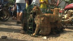 Activists are trying to save dogs from Yulin's dog meat festival in China, where they are sold, cooked and eaten.