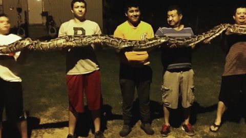 Snake brought to restaurant rattles nerves | CNN