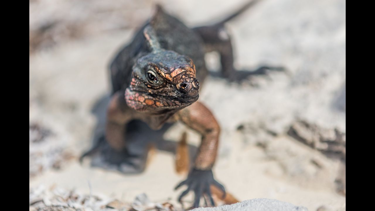 As you enjoy an afternoon snack, expect some visitors. The northern Bahamian rock iguanas curiously wander over these beaches. They are harmless, but it doesn't mean they aren't hungry. 