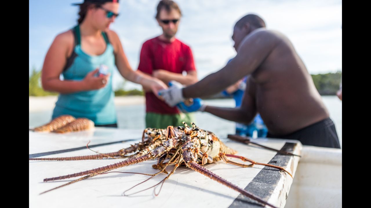 Local fishermen from Little Farmer's Cay free-dive up to 100 feet (30 meters) and sometimes more to hunt for lobsters. If you're lucky, they'll swing by your camp and offer to sell you freshly caught island fish, lobster or conch.