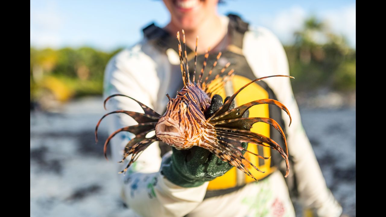 Although magical looking, the predatory lionfish, which are not native to the Bahamas, have been decimating Caribbean reefs. They'll eat just about anything they can swallow. People have been hunting them for food and sport, but the invaders remain a threat.