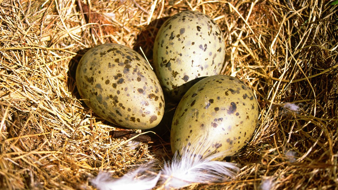 Seagull eggs are a delicacy in northern Norway. Locals like to eat them hard-boiled and washed down with a pilsner beer from Tromso's Mack's brewery.