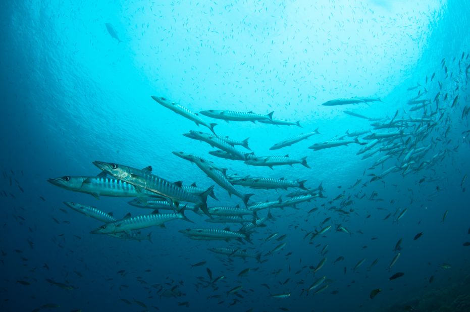 Imperious squadrons of barracuda are a common sight over Raja Ampat's reefs, schooling and circling in the blue.<br />