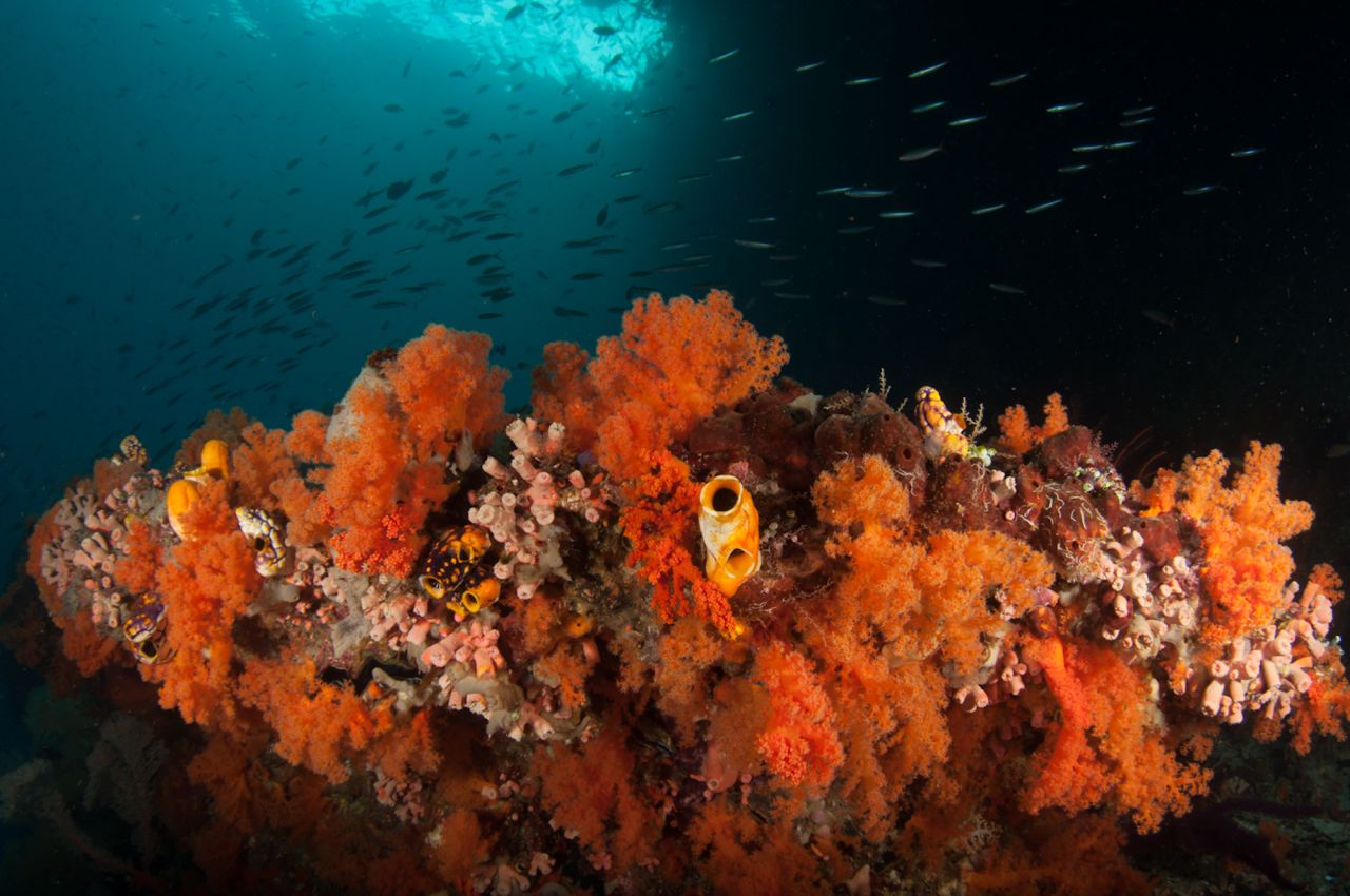 Even in the darker corners of Raja Ampat the corals manage to thrive.<br />