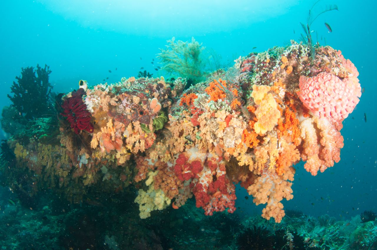 Given the right conditions, coral will encrust almost any surface. This huge rocky overhang is coated in a blanket of soft corals both above and beneath.