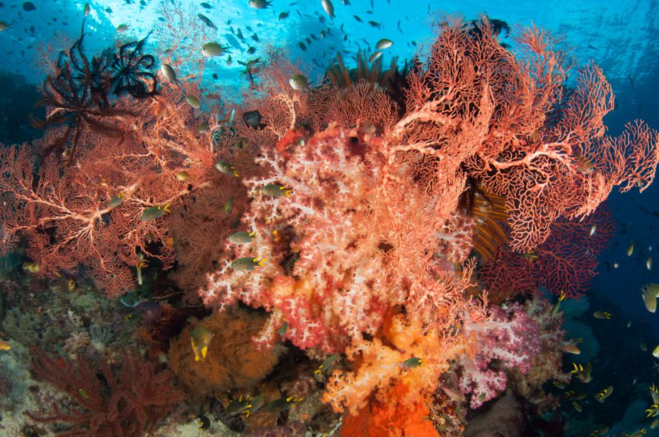 Sea fans, soft corals and feather stars cluster together in a colorful riot. The sheer abundance and pristine state of Raja's coral reefs are what attract so many divers to make the long journey there. <br />