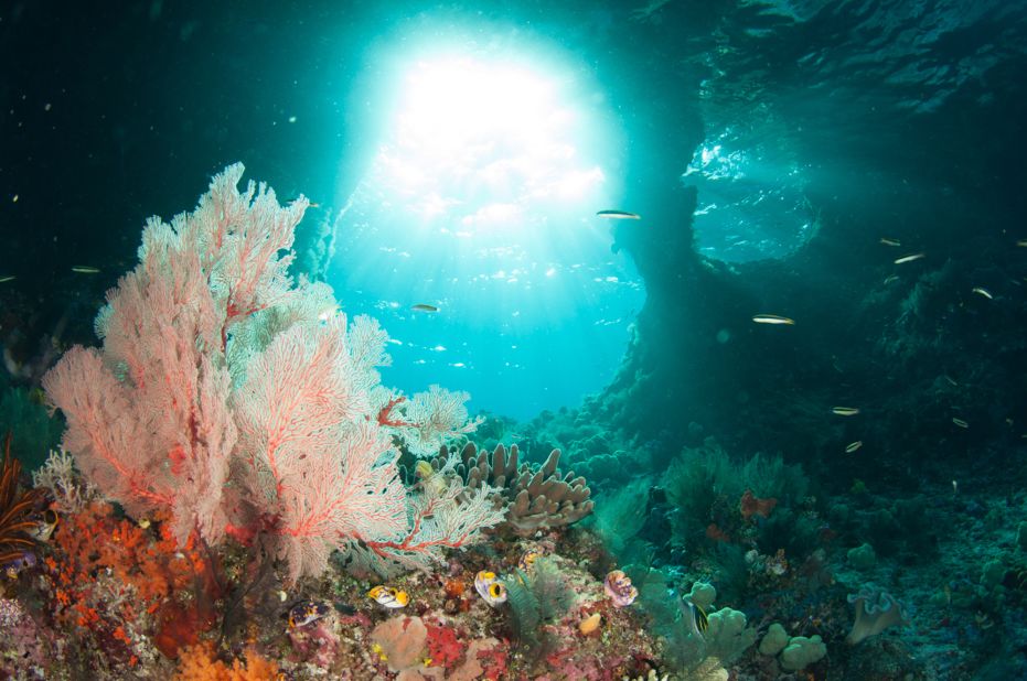 This spectacular church-like underwater window of light is one of the famed "Windows of Boo Island." The endless movement of Indonesia's waters continually shapes the limestone rocks that make up many of the country's islands, sometimes to amazing effect.