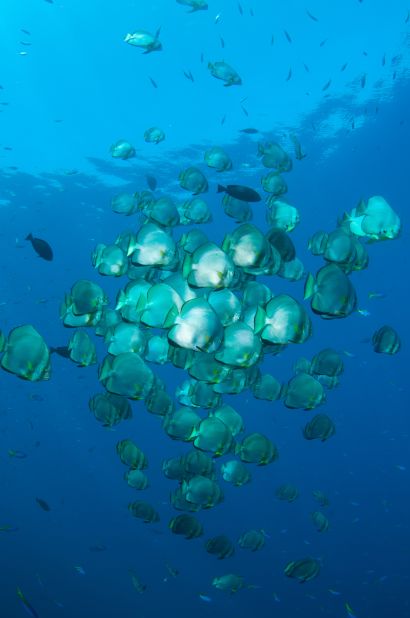 A hundreds-strong school of batfish hangs effortlessly in the blue. These big-eyed fish are probably the most laid back inhabitants of  Indonesia's seas, rarely bothered by divers and their bubbles.<br />