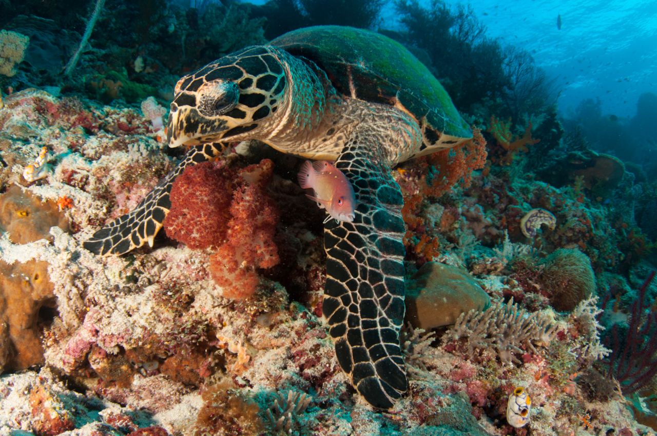 Frequently spotted on Raja's reefs, turtles are endlessly fascinating to watch, whether propelling their seemingly ungainly bodies gracefully through the water or languidly nosing through corals for their next meal. <br />