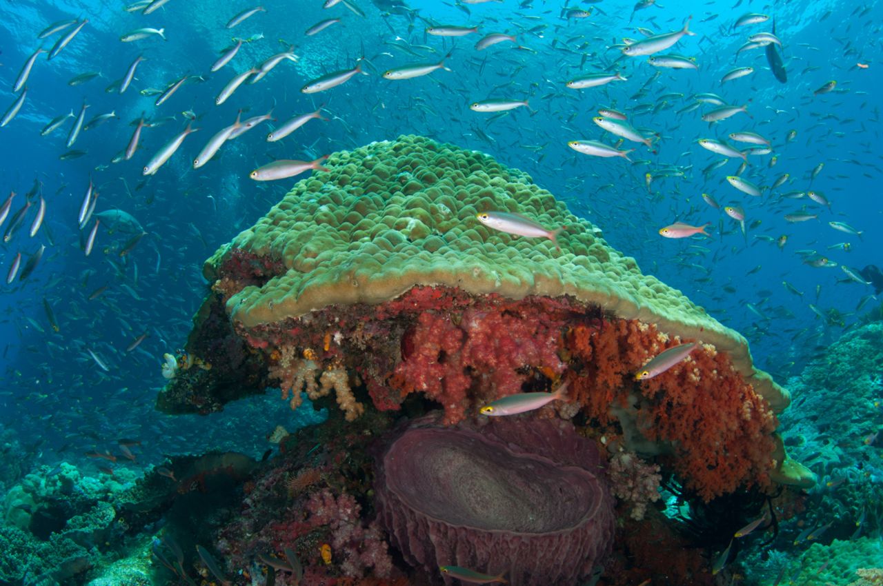 Fish love to gather around these giant mushroom-like coral bommies, which also provide shelter for the big barrel sponges that grow around their base.