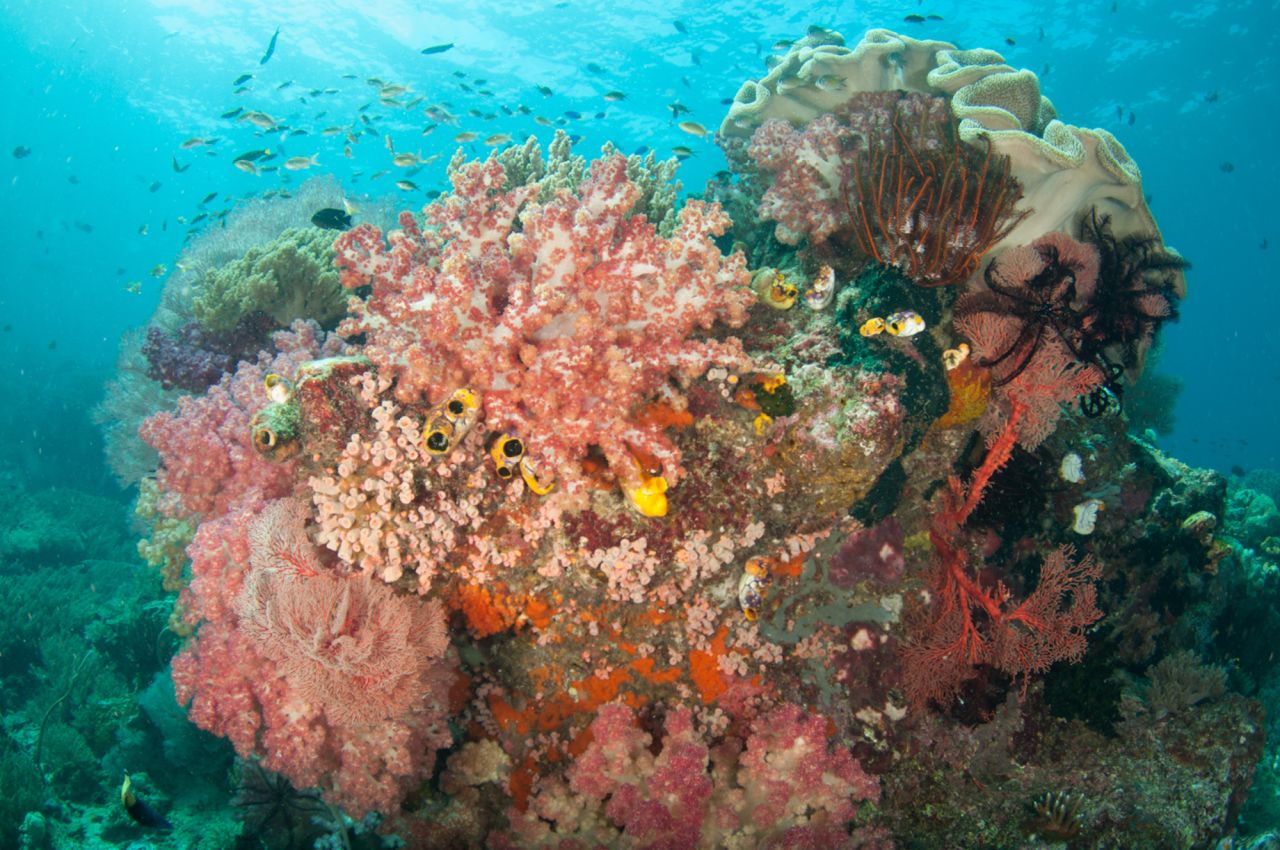 Each outcrop of rock provides a place for coral to gather and grow, with numerous species all vying for space and managing to coexist together.<br />