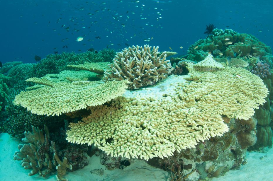 While it may resemble a crashed UFO, this gravity defying hard coral -- about two meters in diameter -- is the result of years of uninterrupted growth. 