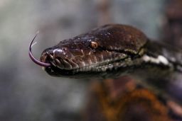 The python runs wild with no natural predators in the Florida Everglades.